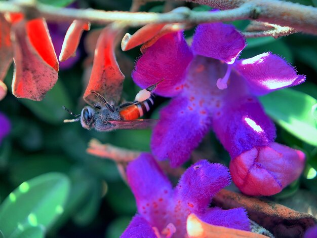 Foto prossimo piano di una pianta a fiore viola