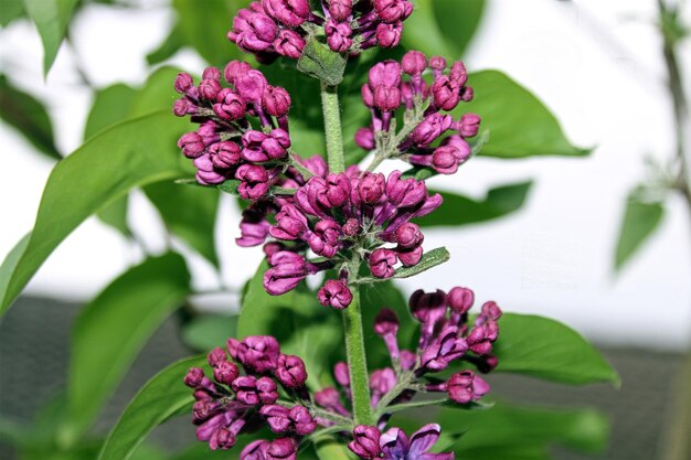 紫色の花の植物のクローズアップ