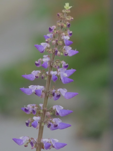 Foto prossimo piano di una pianta a fiori viola