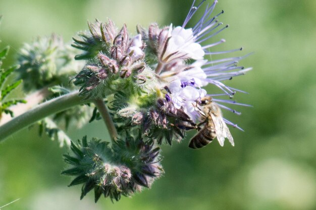 Close-up of purple flowering plant