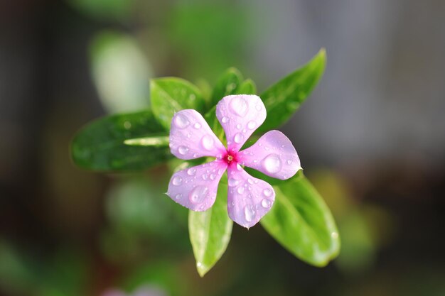 Close-up of purple flowering plant