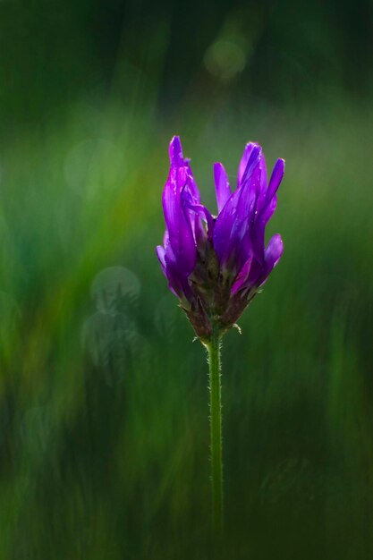 Close-up of purple flowering plant