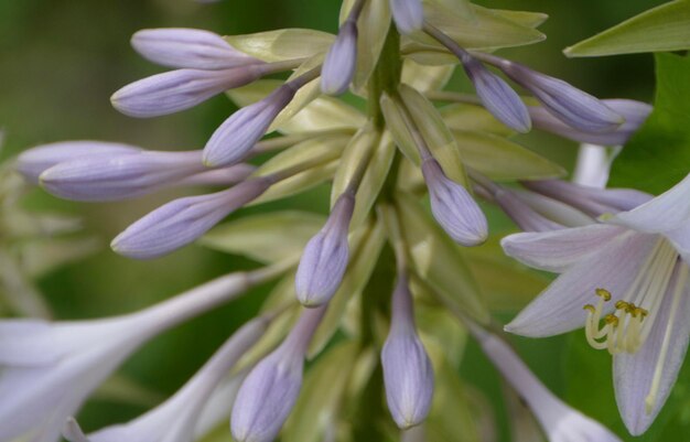 Photo close-up of purple flowering plant