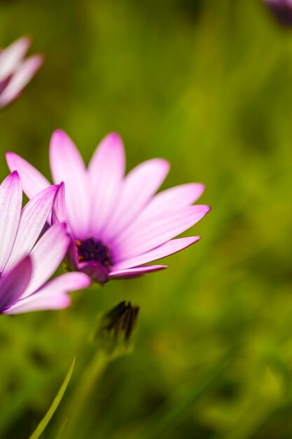 Close-up of purple flowering plant