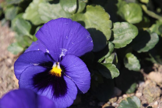 Close-up of purple flowering plant