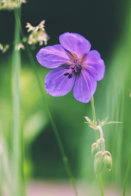 Foto prossimo piano di una pianta a fiori viola