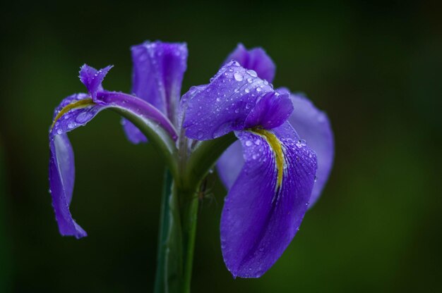 Close-up of purple flowering plant