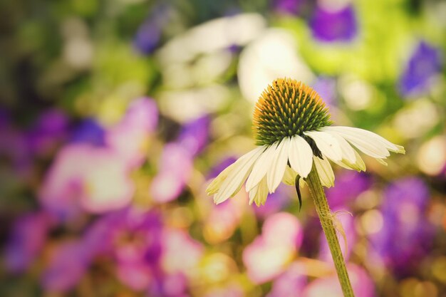 Close-up of purple flowering plant