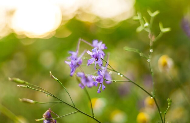 Close-up of purple flowering plant