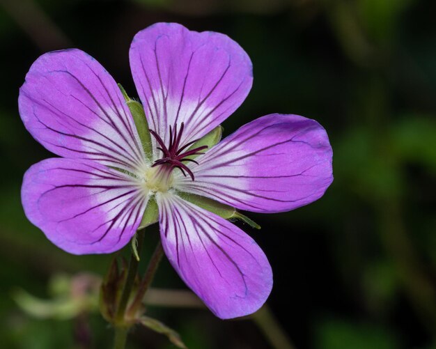 Foto prossimo piano di una pianta a fiori viola