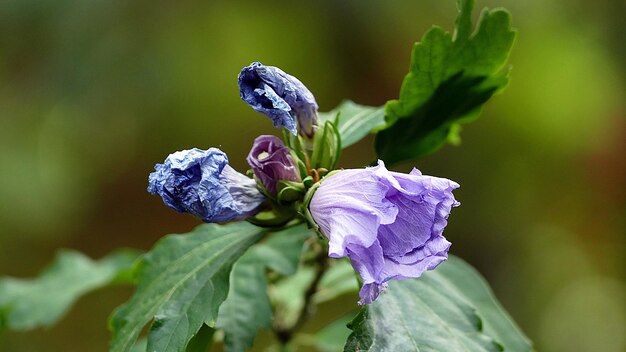 Foto prossimo piano di una pianta a fiori viola