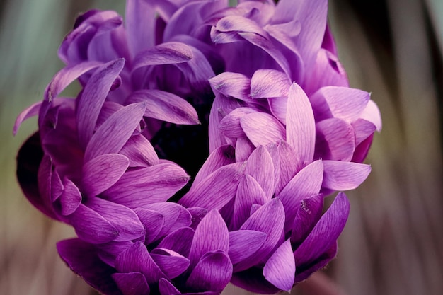 Photo close-up of purple flowering plant