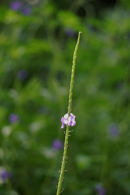 Close-up of purple flowering plant