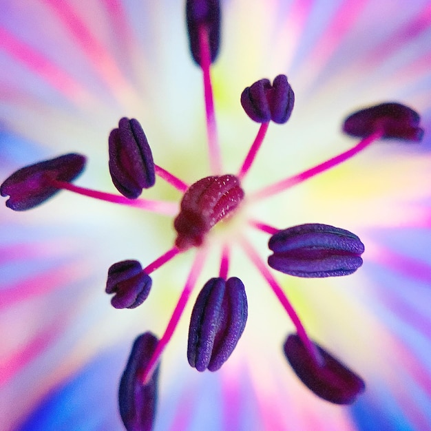 Photo close-up of purple flowering plant