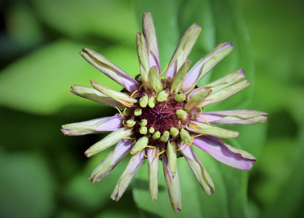 Close-up of purple flowering plant