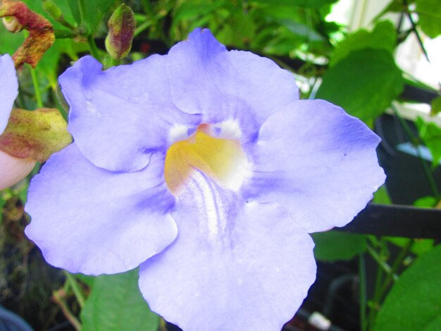 Close-up of purple flowering plant