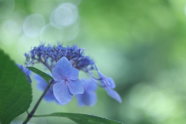 Close-up of purple flowering plant