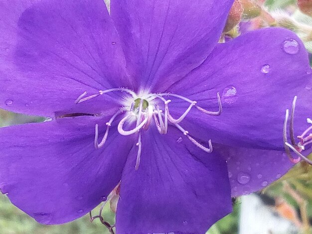 Close-up of purple flowering plant