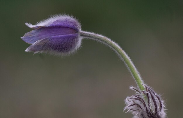 Foto prossimo piano di una pianta a fiori viola