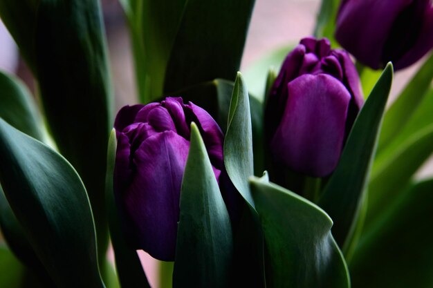 Foto prossimo piano di una pianta a fiori viola