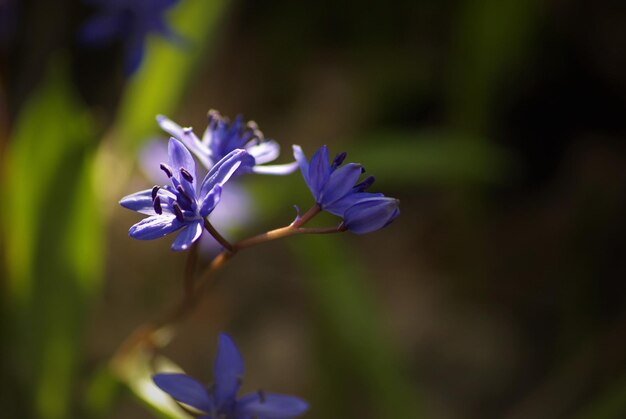 Photo close-up of purple flowering plant