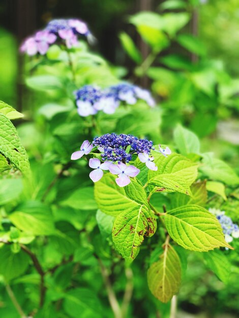 Foto prossimo piano di una pianta a fiori viola