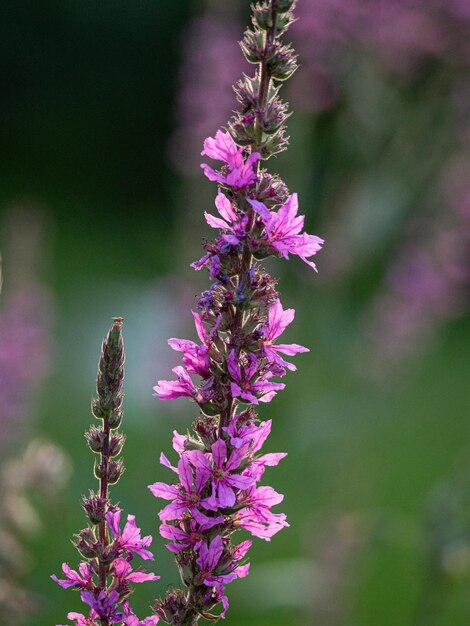 Close-up of purple flowering plant