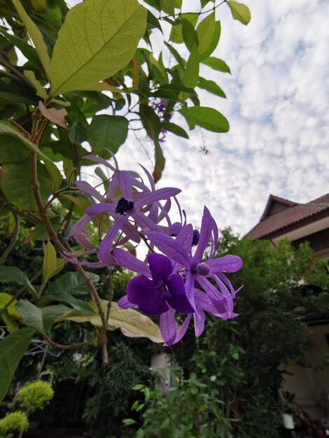 Close-up of purple flowering plant