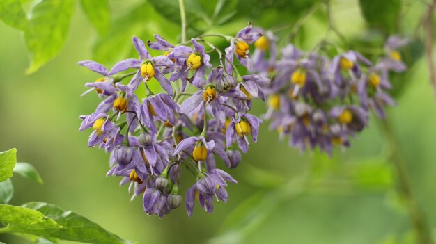 Foto prossimo piano di una pianta a fiori viola