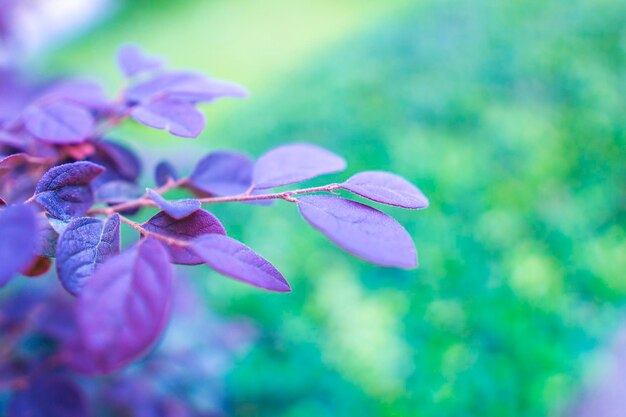 Close-up of purple flowering plant