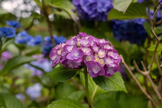 Foto prossimo piano di una pianta a fiori viola