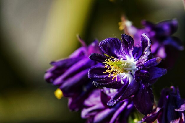 Photo close-up of purple flowering plant