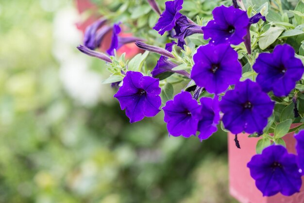 Close-up of purple flowering plant