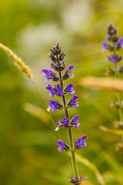 Close-up of purple flowering plant