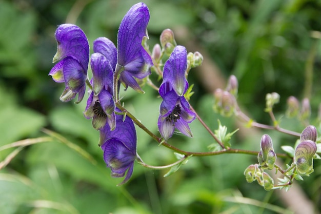 Foto prossimo piano di una pianta a fiori viola