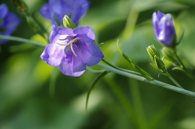 Foto prossimo piano di una pianta a fiori viola