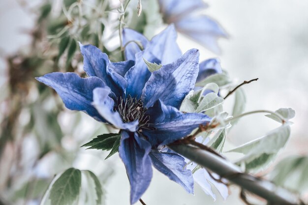 Photo close-up of purple flowering plant