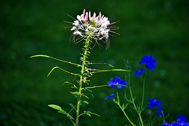 Close-up of purple flowering plant