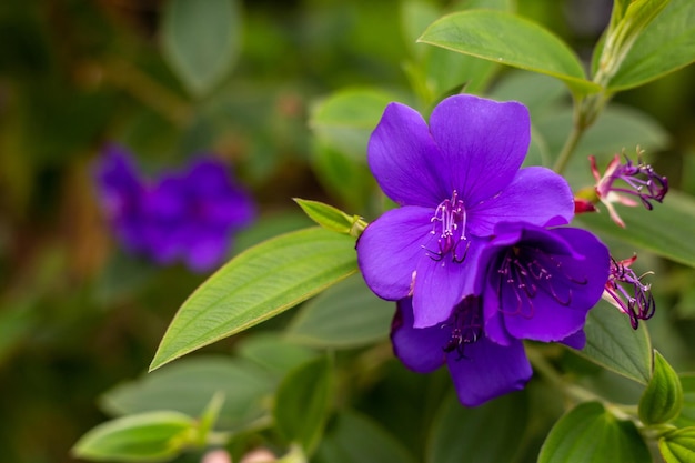 Foto prossimo piano di una pianta a fiori viola