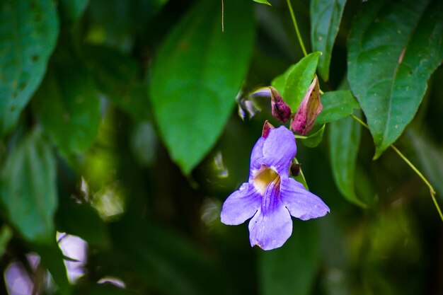 Close-up of purple flowering plant