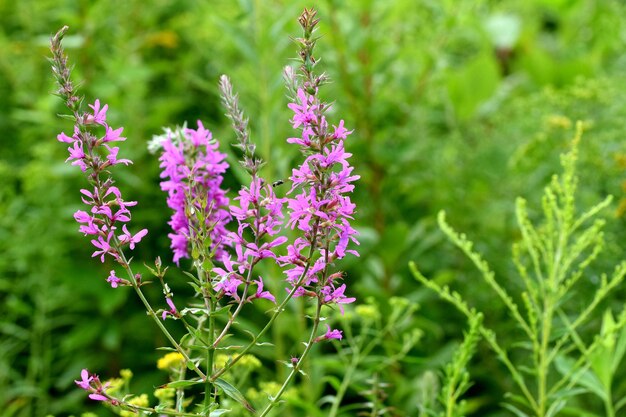 Close-up of purple flowering plant