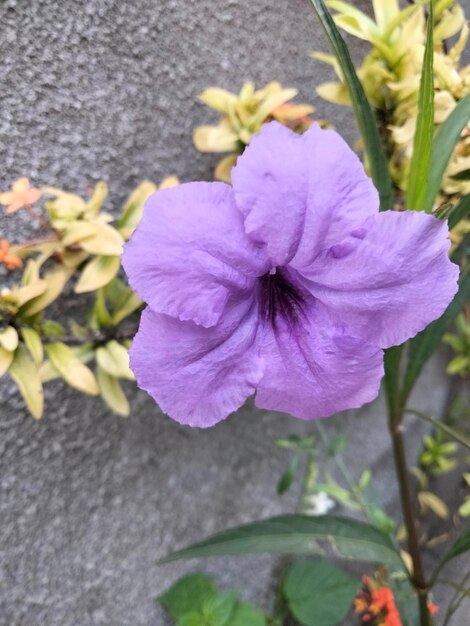 Close-up of purple flowering plant