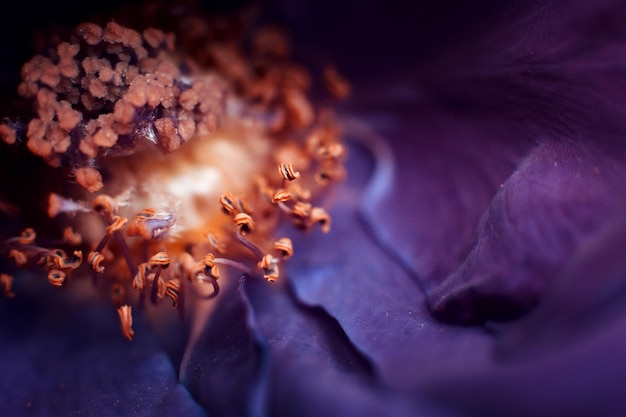 紫色の花の植物のクローズアップ