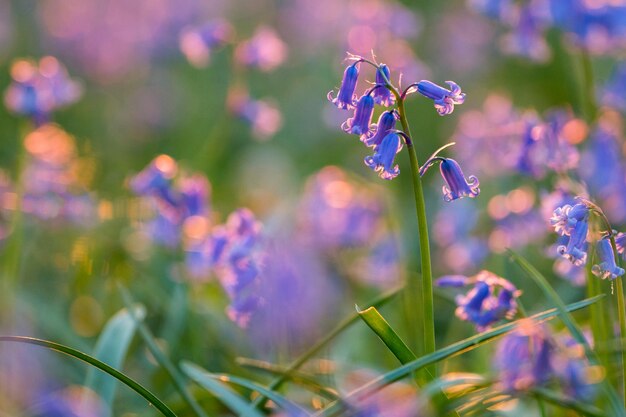 Foto prossimo piano di una pianta a fiori viola