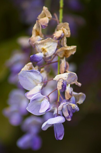 Foto prossimo piano di una pianta a fiori viola