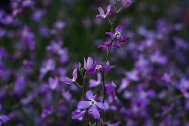 紫色の花の植物のクローズアップ