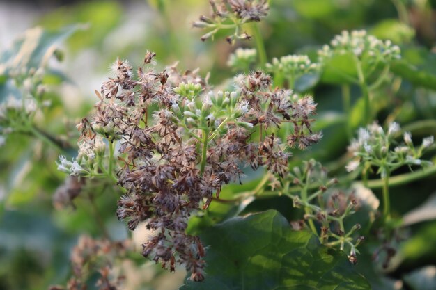 Foto prossimo piano di una pianta a fiori viola