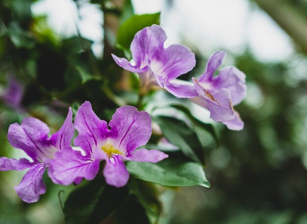 Photo close-up of purple flowering plant