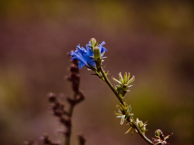 紫色の花の植物のクローズアップ