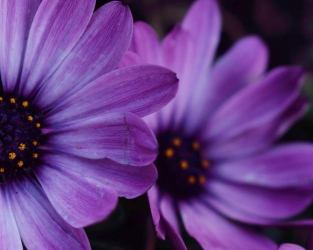 Close-up of purple flowering plant